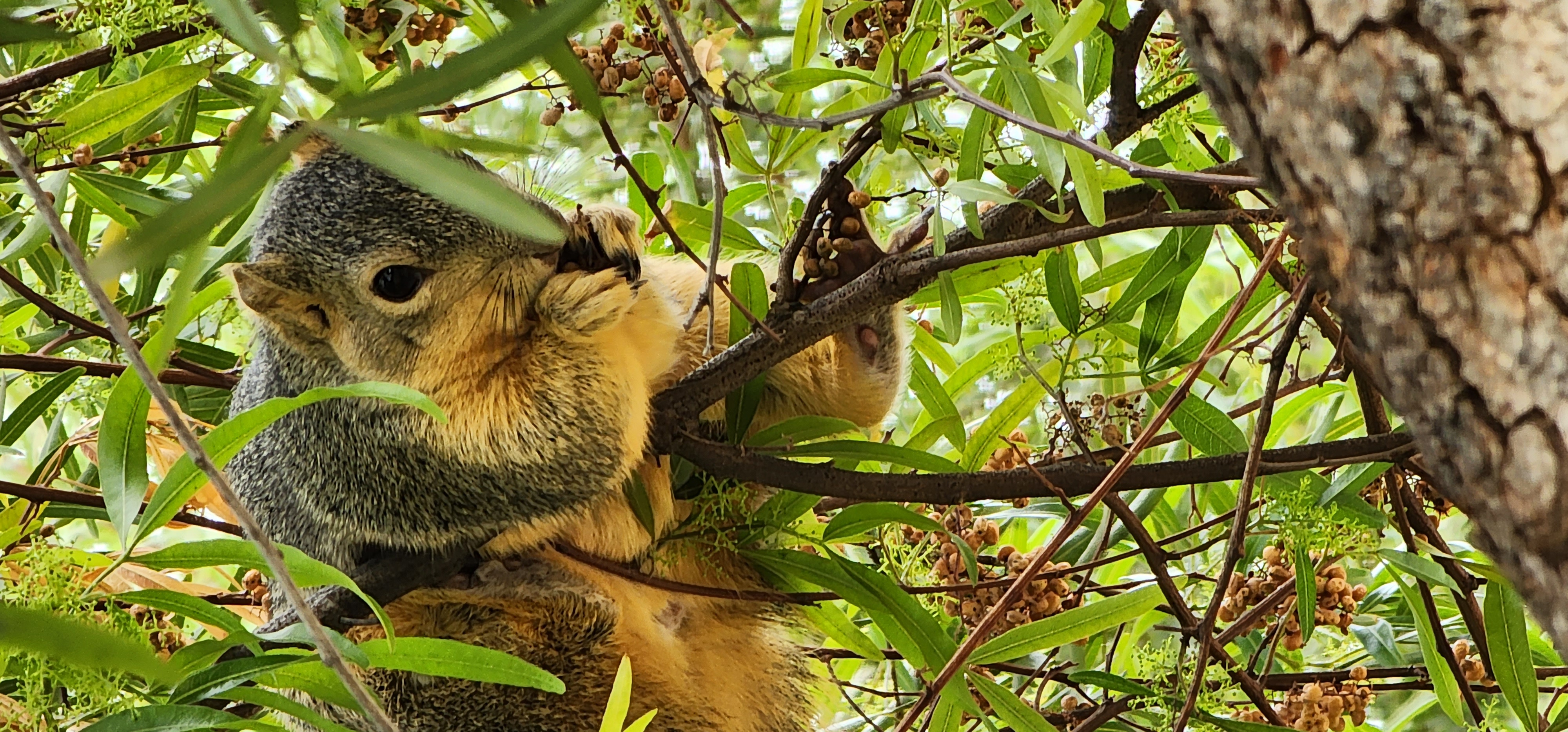 Squirrel in a tree